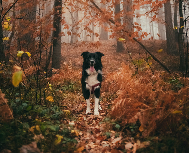 The Dog Owners’ Guide to Autumn