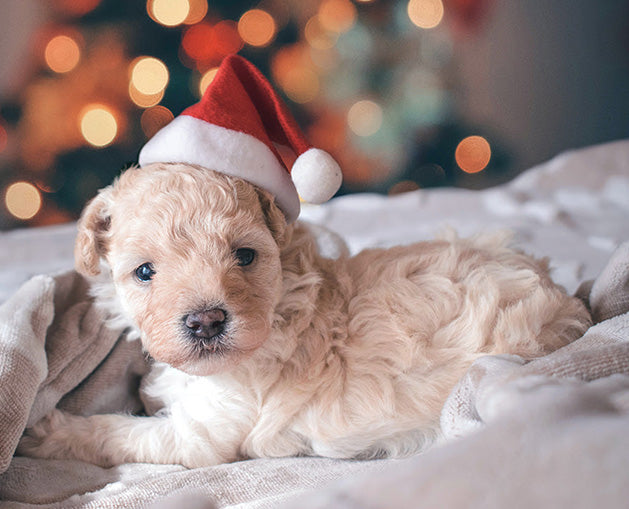 Top Tips To Keep Your Furry Friend Happy And Healthy This Christmas