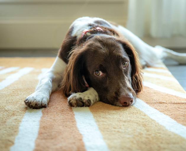 The dos and don’ts of making sure your dog is cared for while you’re away on holiday
